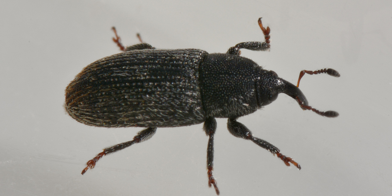 Curculionidae:  Mecinus pyraster?  S  !
